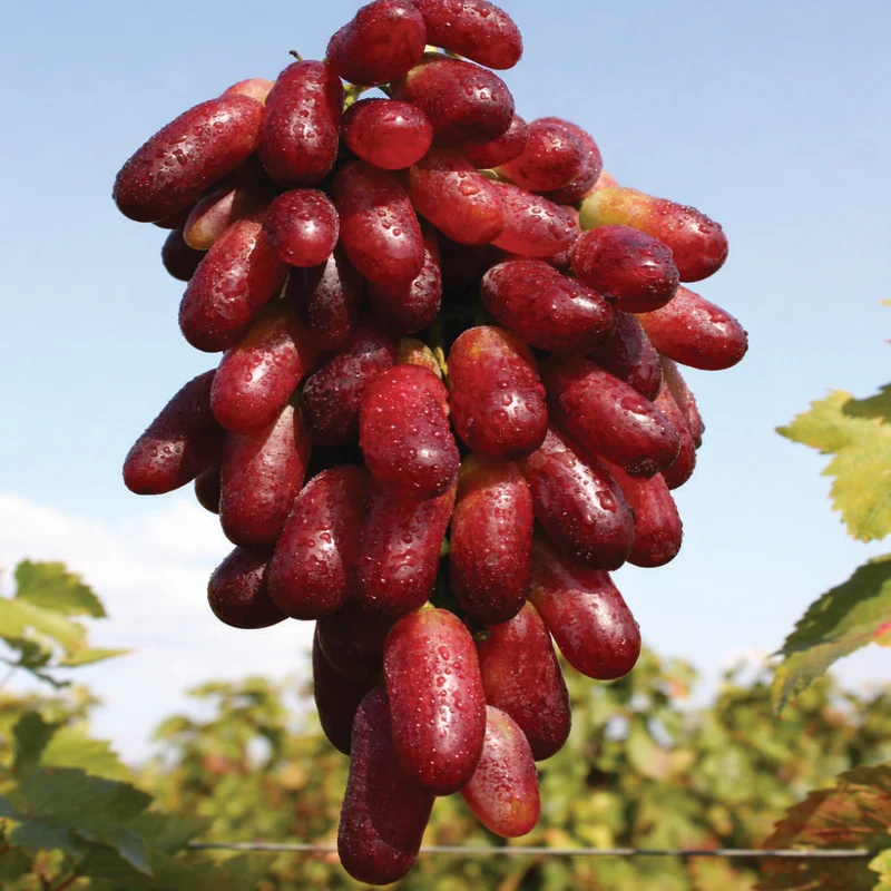 Traube rot Datteltraube – längliche Premium Tafeltraube