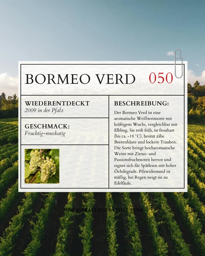 2024 Bormeo Verd, Tonneau
