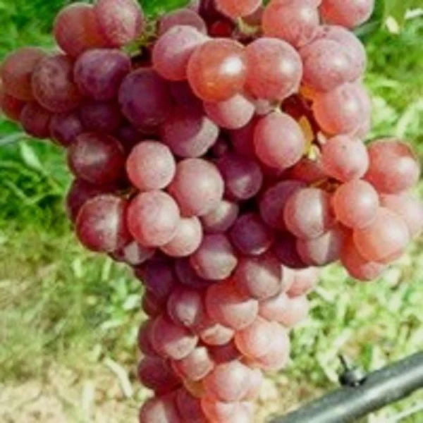 Traube rot Piroska pilzresistent