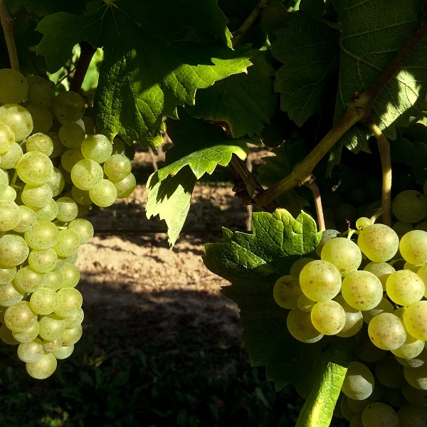 Weintraube gelb Chardonnay