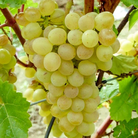 Traube gelb Primavera pilzresistent