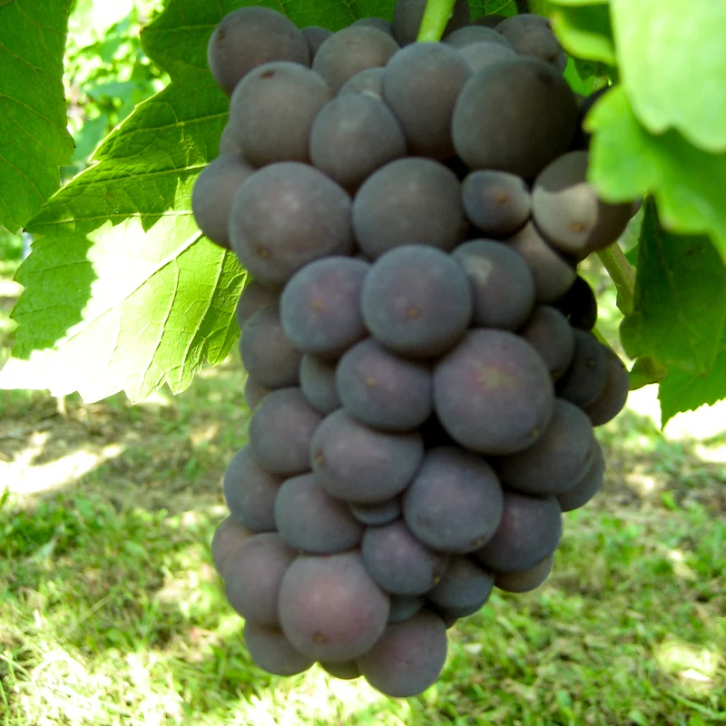 Weintraube Grauburgunder