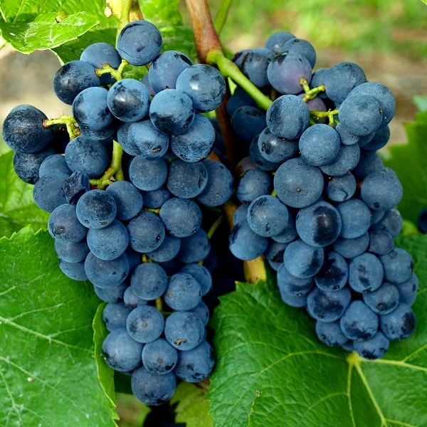 Weintraube blau Pinotin pilzresistent