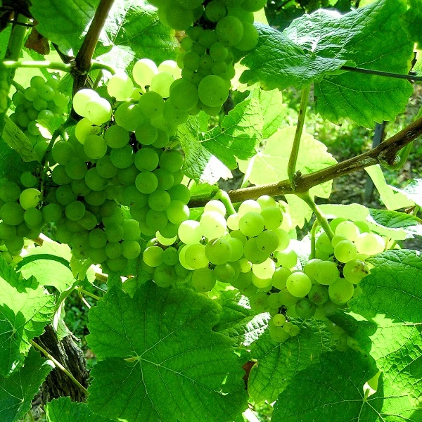 Weintraube gelb Weißburgunder