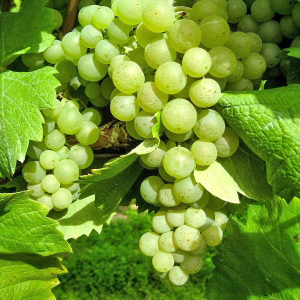 Weintraube gelb Scheurebe