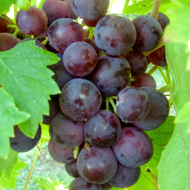 Traube rot Vanessa kernlos pilzresistent