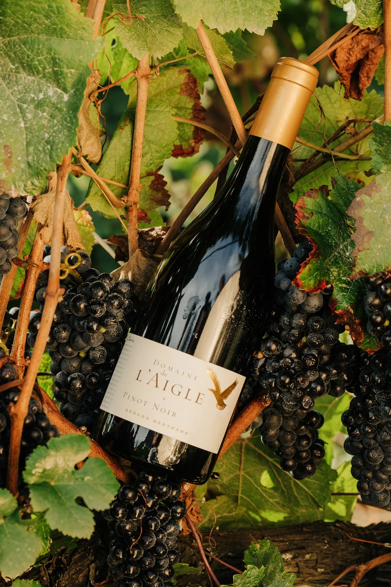Coffret bois 3 bouteilles Domaine de l'Aigle Pinot Noir 2024