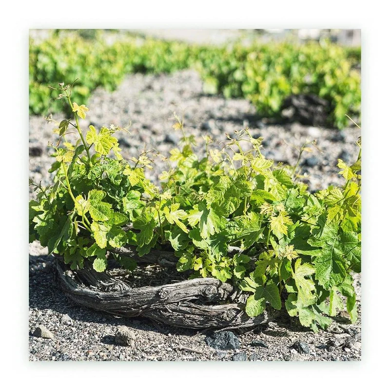 Domaine Sigalas Santorini Assyrtiko PDO