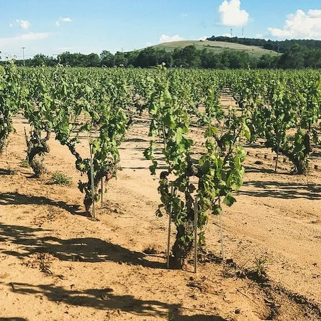 Ecosystem Chardonnay - Alpha Estate