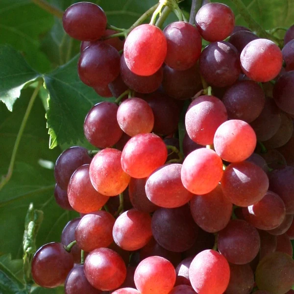 Traube rot Paradiso pilzresistent