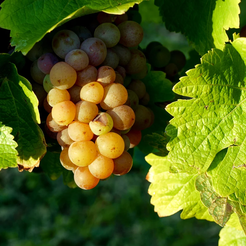 Weintraube gelb Gewürztraminer