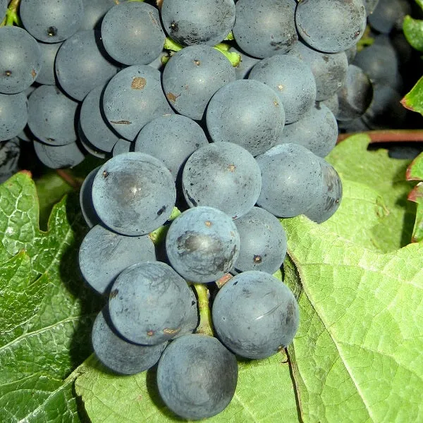 Weintraube blau Dornfelder