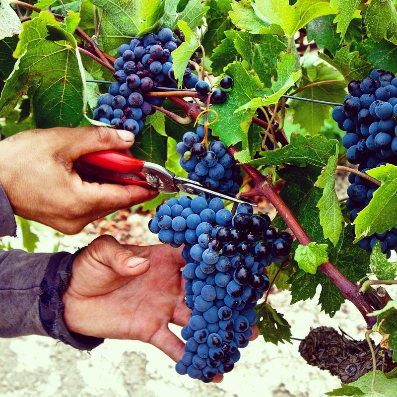 Tselepos Deux Collines - Domaine Tselepos