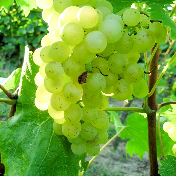 Weintraube gelb Phönix pilzresistent PIWI