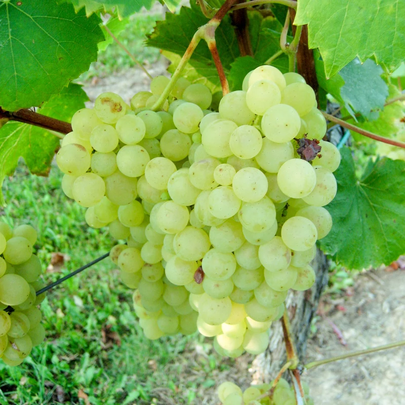 Weintraube gelb Cabernet Blanc pilzresistent PIWI